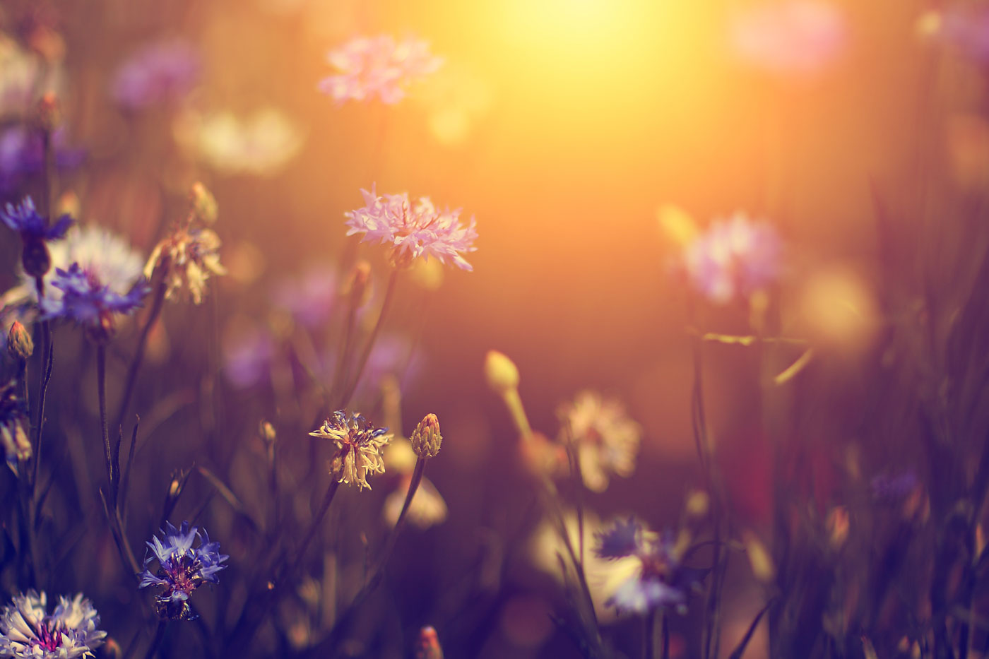 Flowers in field