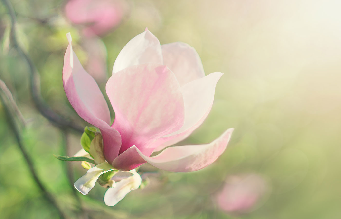 Close up flower