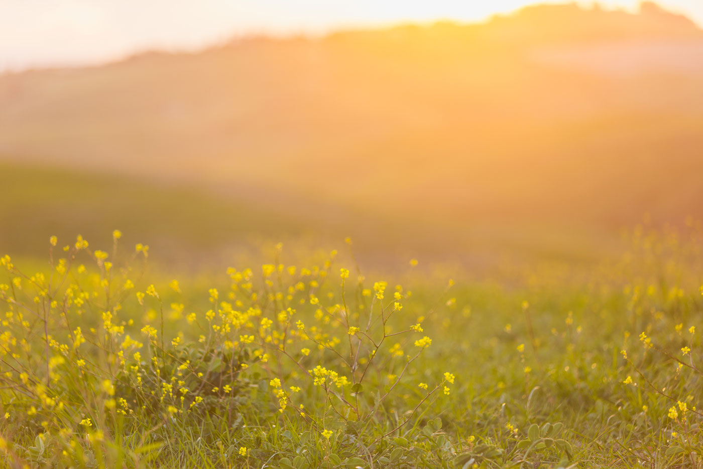 Flowers in field